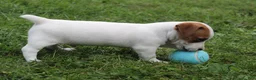 Jack Russell Terrier dogs for sale: Ace - Ad 5