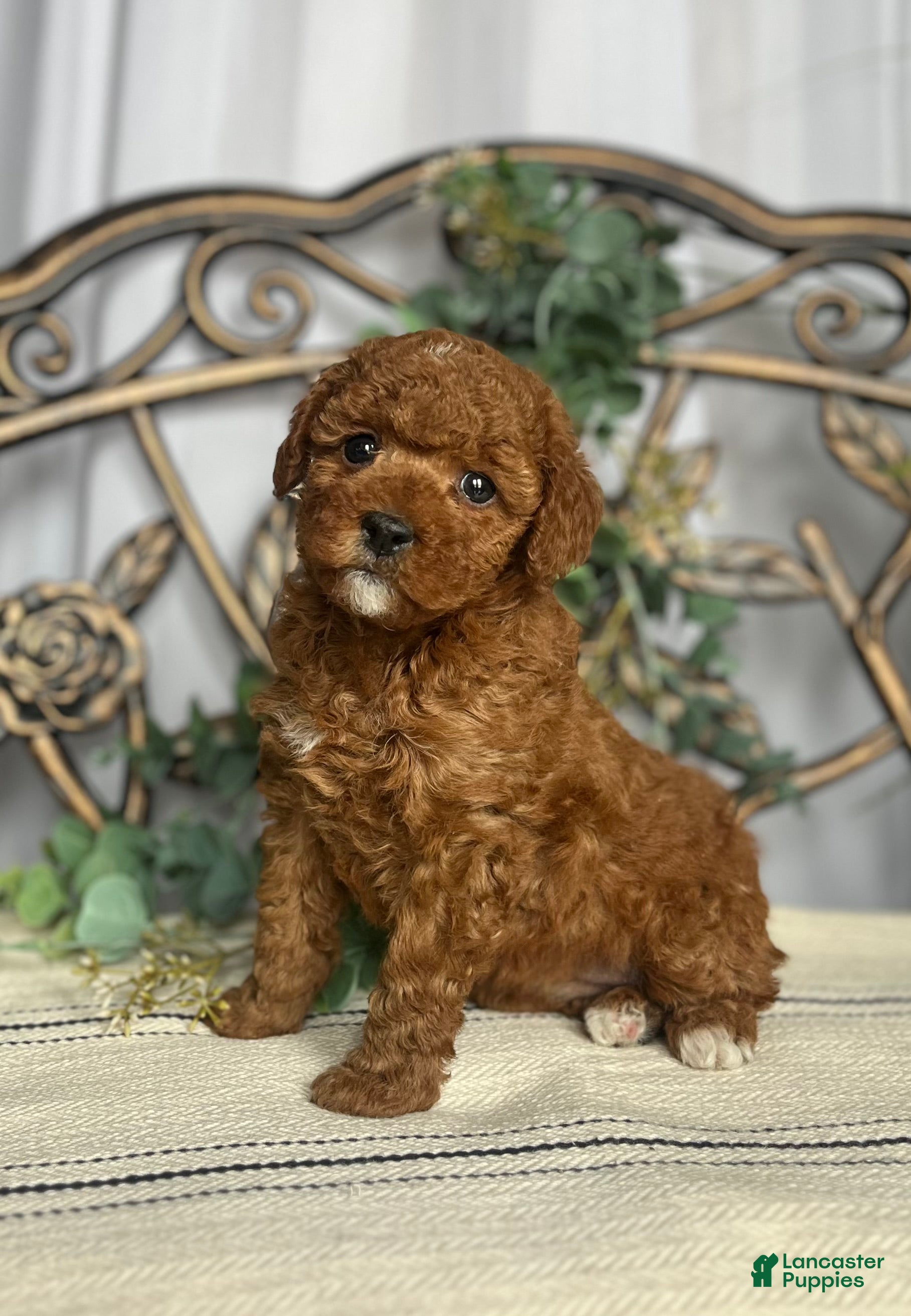 Miniature Poodle dogs Lil Muffin Top❤️🐾AKC Genetic Health Tested❤️🐾Call 717-529-1907 - Ad 11