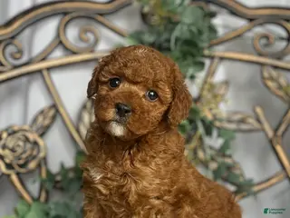 Miniature Poodle dogs Lil Muffin Top❤️🐾AKC Genetic Health Tested❤️🐾Call 717-529-1907 - Ad 11