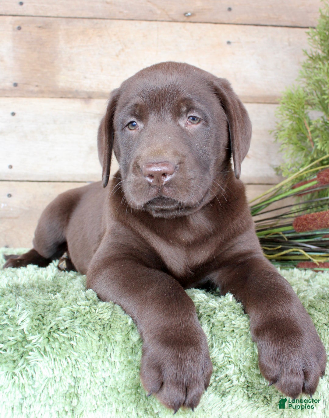 Labrador Retriever dogs for sale: Whinchester  - Ad 7