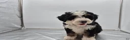 Bernedoodle dogs for sale: Dom  - Ad 6