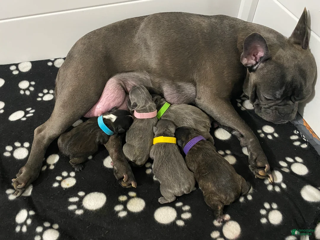 Frenchton dogs for sale: Mabel - Ad 2