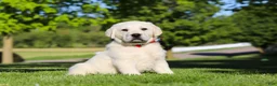 Labrador Retriever dogs for sale: Buddy - Ad 2