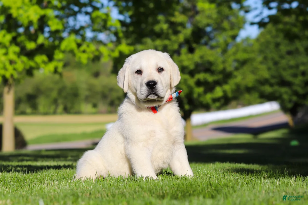 Labrador Retriever dogs for sale: Buddy - Ad 2