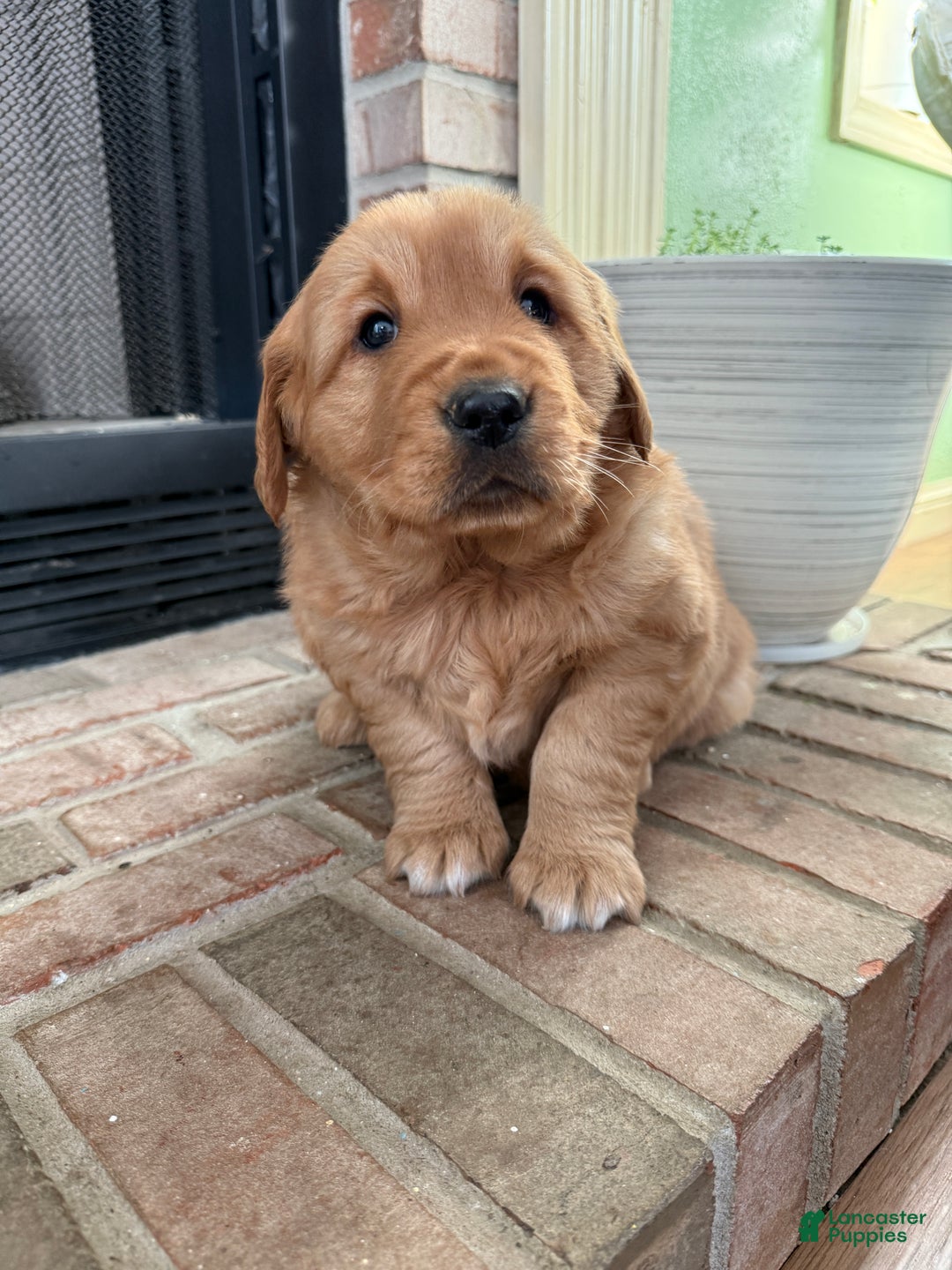 Golden Retriever dogs for sale: Sunny - Ad 13