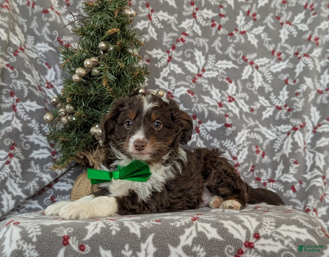 Mixed Breed dogs for sale: Barrett - Ad 5