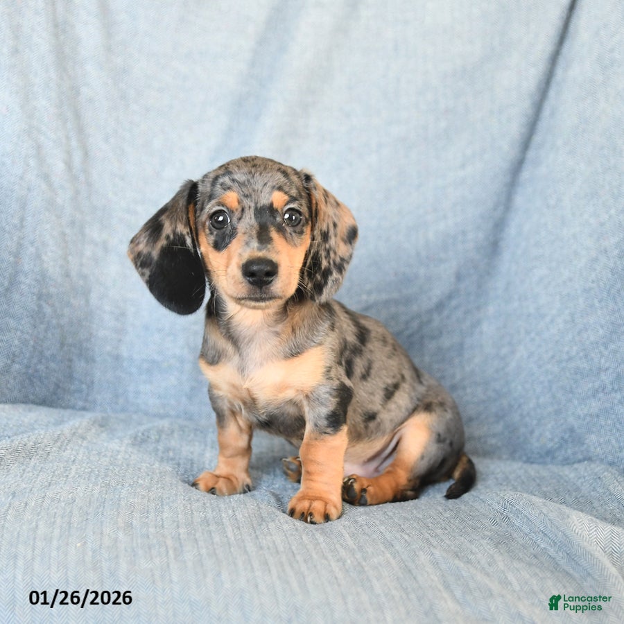 Miniature Dachshund dogs for sale: Cody - Ad 3