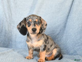 Miniature Dachshund dogs for sale: Cody - Ad 3