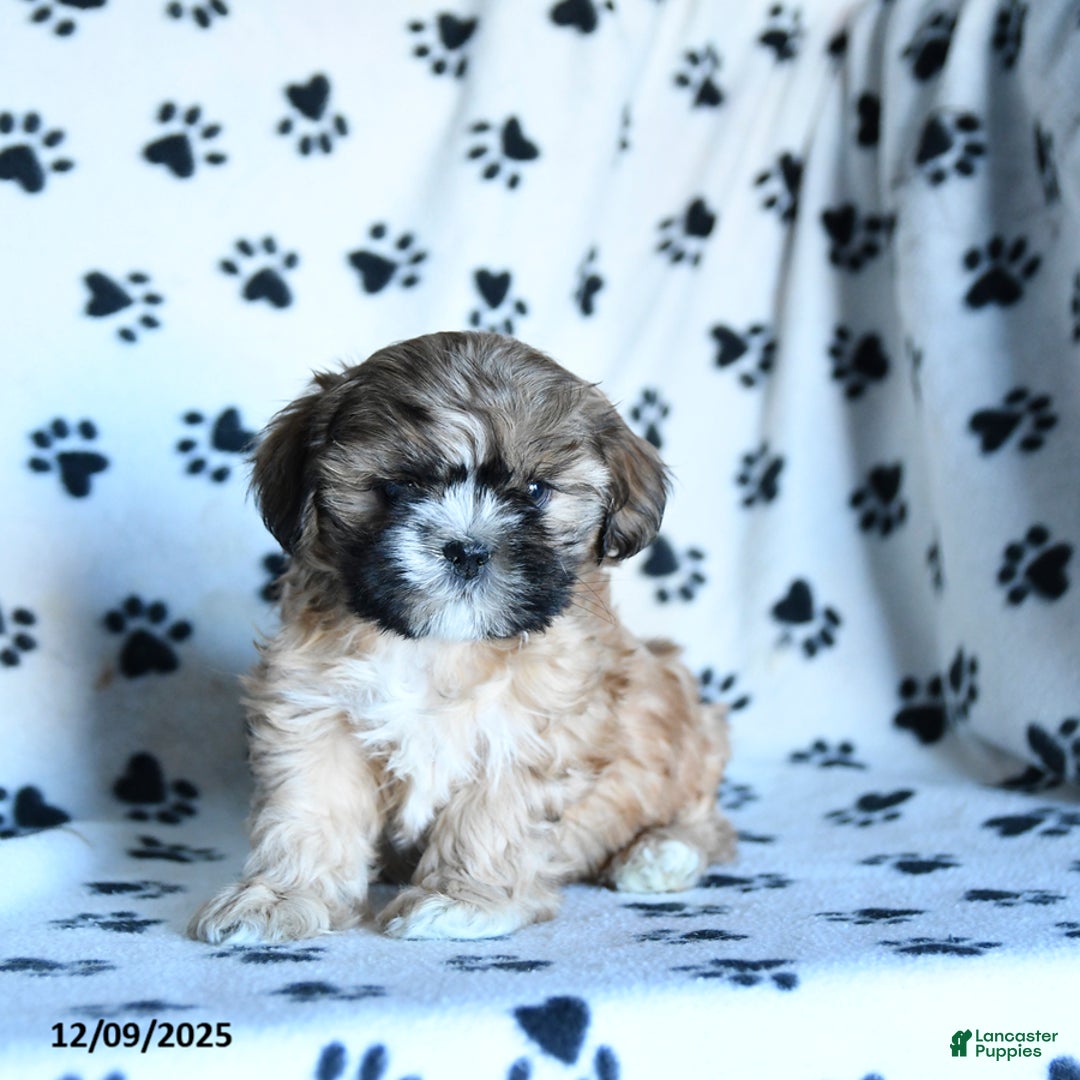 Shihpoo dogs for sale: Mohawk - Ad 4