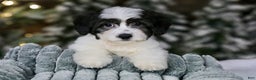 Teddy Bear dogs for sale: Elfie - Ad 10
