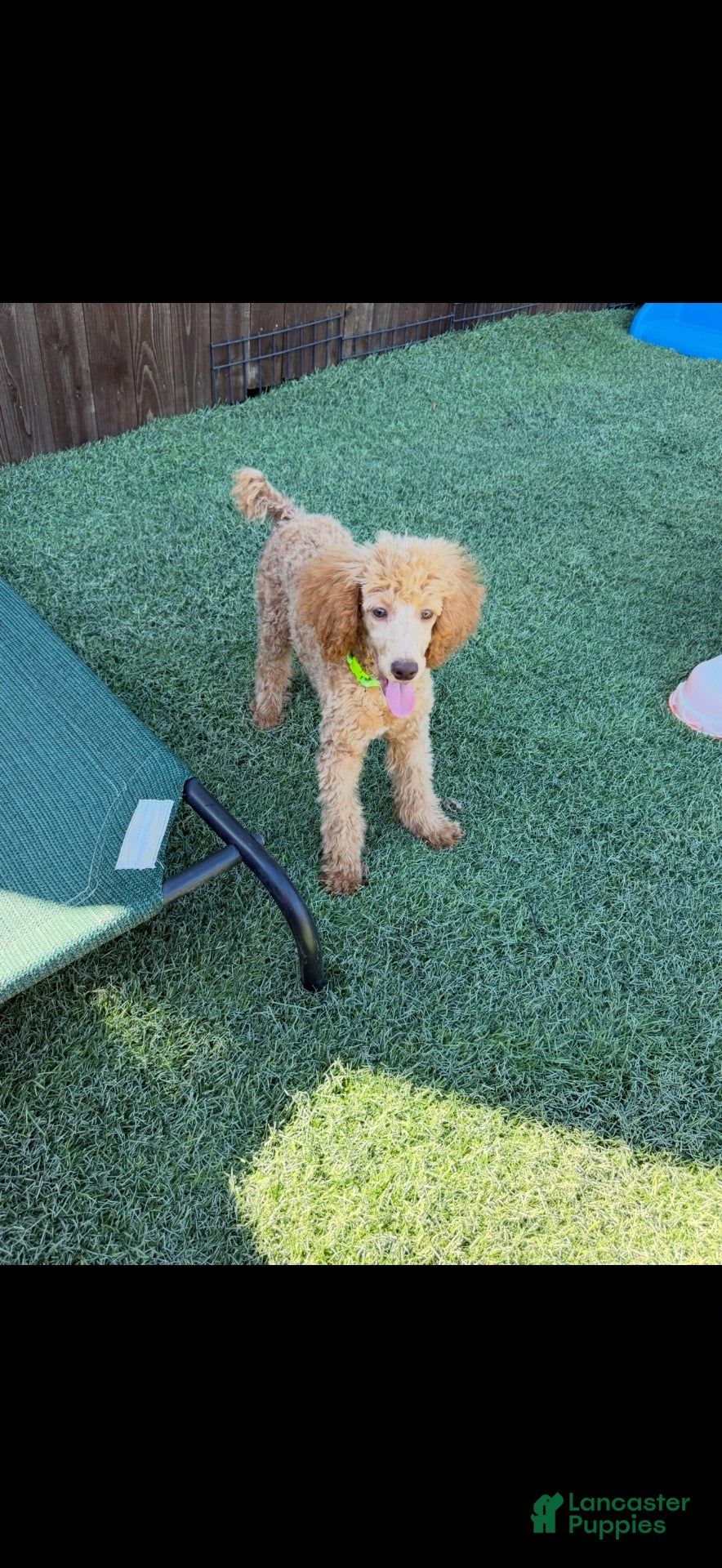 Standard Poodle dogs for sale: Akc Clear 🧬 Tested Red Phantom bb 💙- Small Moyen - Ad 1