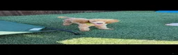 Standard Poodle dogs for sale: Akc Clear 🧬 Tested Red Phantom bb 💙- Small Moyen - Ad 1