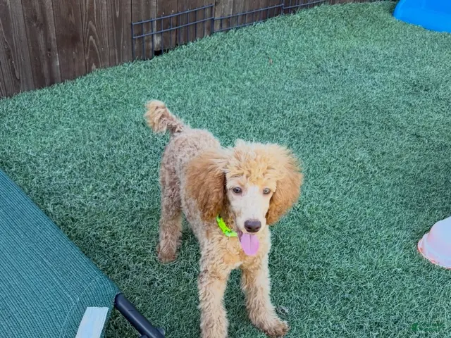 Standard Poodle dogs for sale: Akc Clear 🧬 Tested Red Phantom bb 💙- Small Moyen - Ad 1
