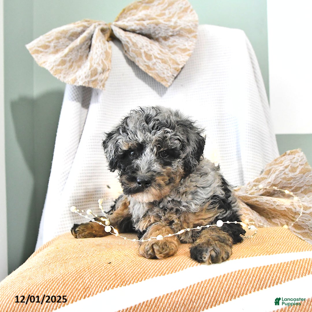 Miniature Poodle dogs for sale: Andy - Ad 5
