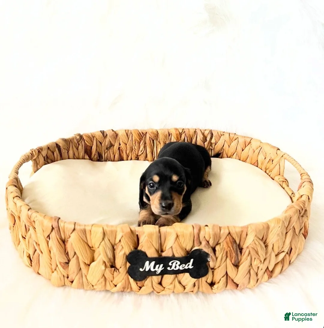 Miniature Dachshund dogs for sale: AKC Zoey - Ad 4