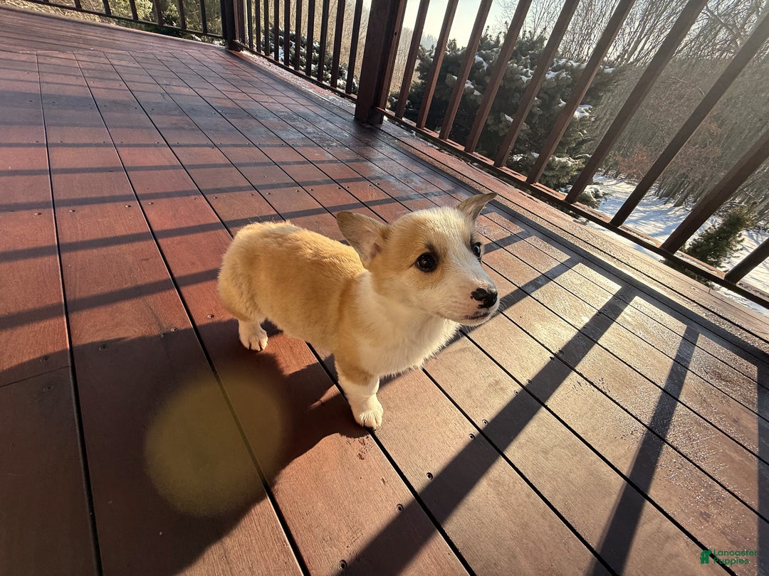 Welsh Corgi Pembroke dogs for sale: Tucker - Ad 4