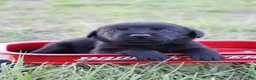 Labrador Retriever dogs for sale: Labrador Retriever Puppy 6 - Ad 1