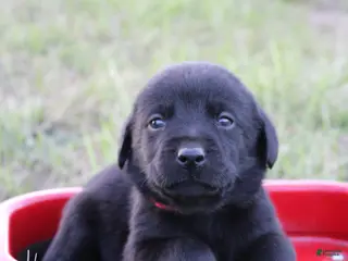 Labrador Retriever dogs Labrador Retriever Puppy 6 - Ad 5