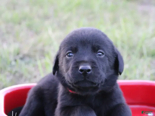 Labrador Retriever dogs for sale: Labrador Retriever Puppy 6 - Ad 21