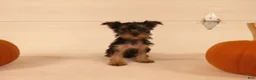 Yorkshire Terrier dogs for sale: Abby  - Ad 11