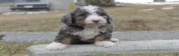 Mini Bernedoodle dogs for sale: Mini Bernedoodle Dusty - Ad 18