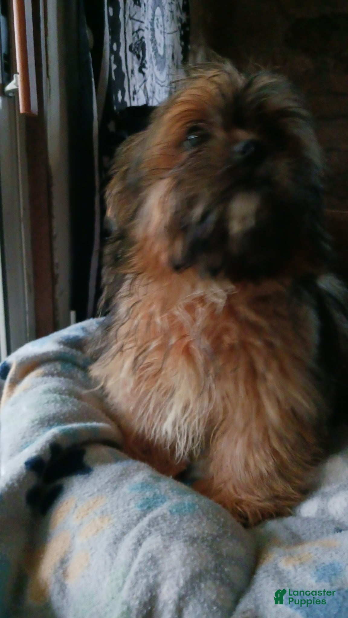 Shih Tzu dogs Shih Tzu 4 - Ad 2