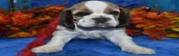 Cocker Spaniel dogs for sale: AKC Boone Chocolate Sable Parti Merle Blue Eyes American Cocker Spaniel Puppy - Ad 3