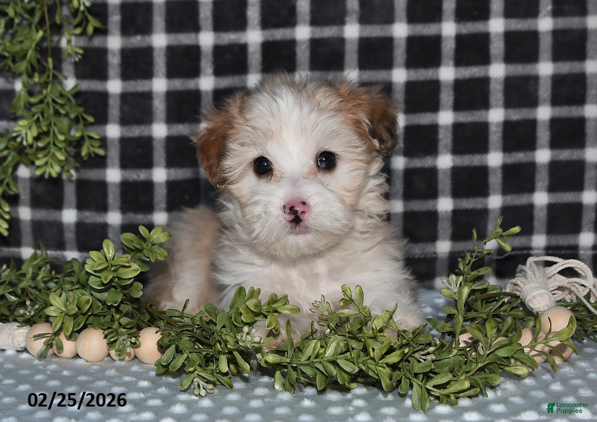 Havapoo dogs Echo - Ad 2