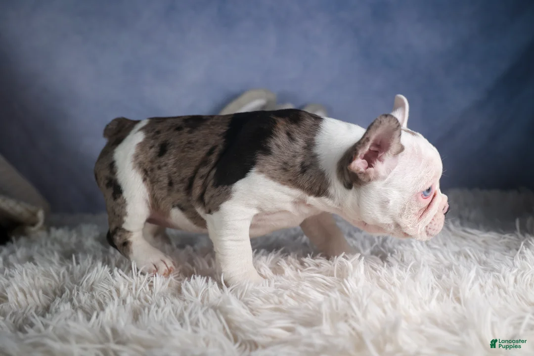 Frenchton dogs for sale: IZZY - Ad 14