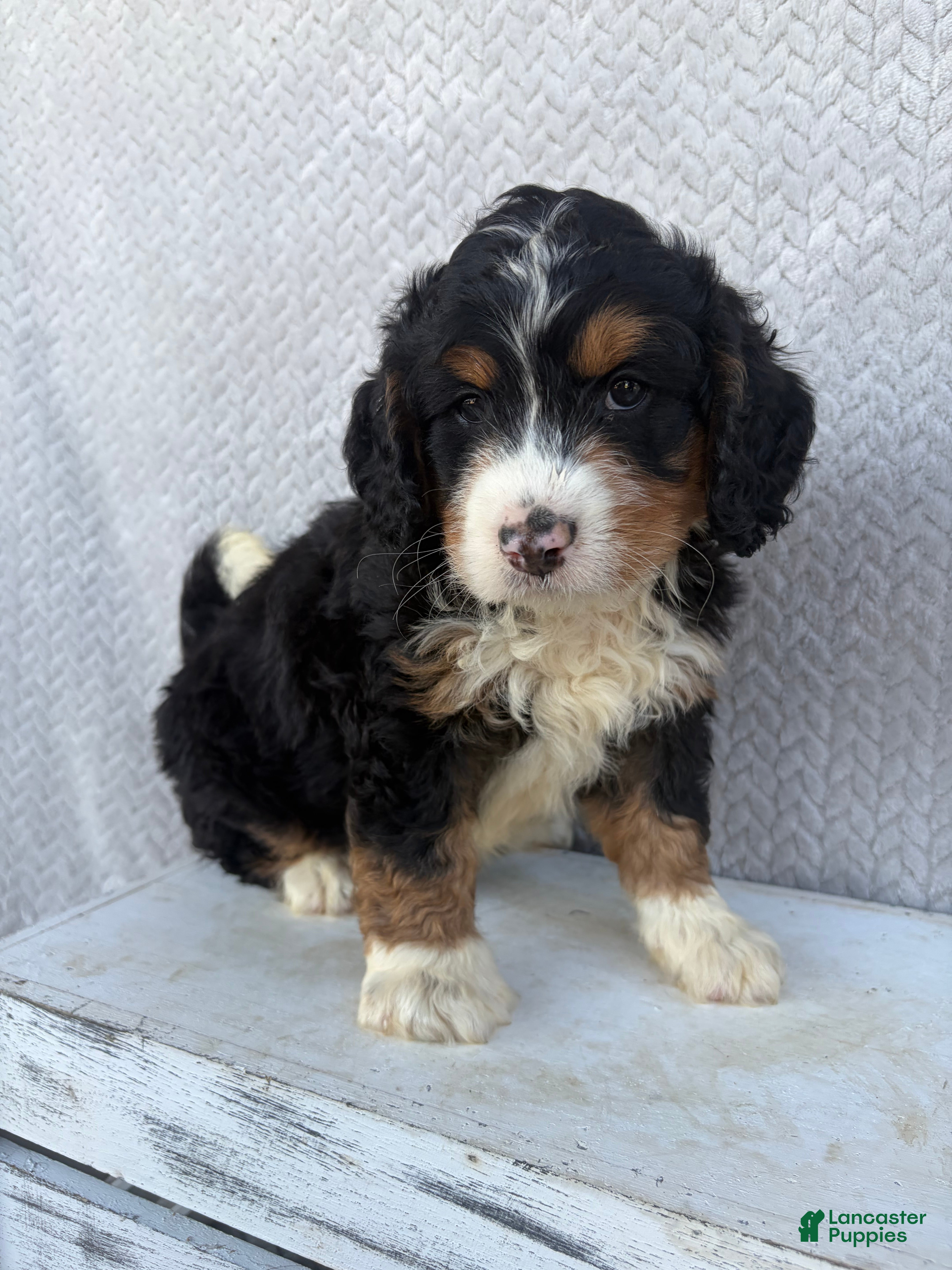 Mini Bernedoodle dogs Sawyer - Ad 1