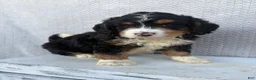 Mini Bernedoodle dogs for sale: Sawyer - Ad 1