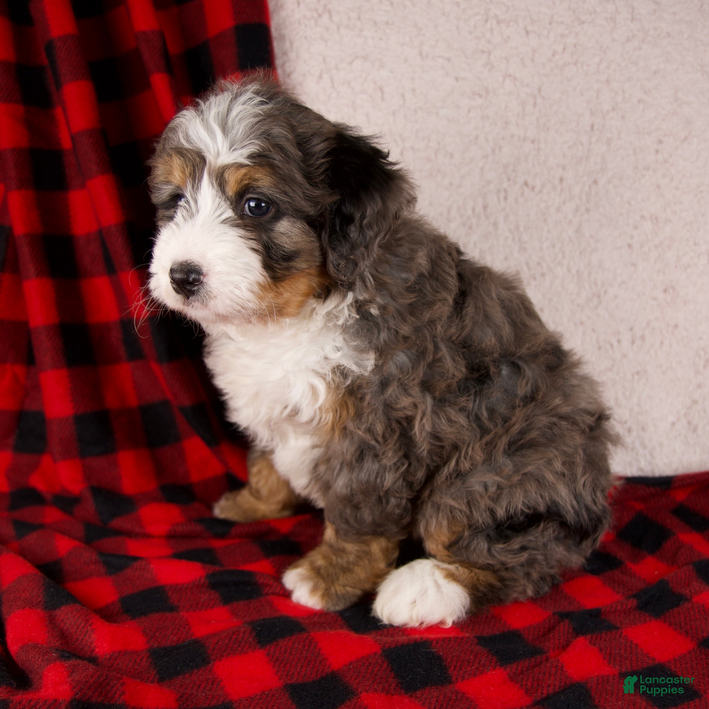 Mini Bernedoodle dogs Pudding Pop *Potty Training* - Ad 4