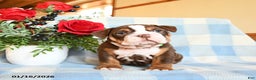 English Bulldog dogs for sale: Susie - Ad 5