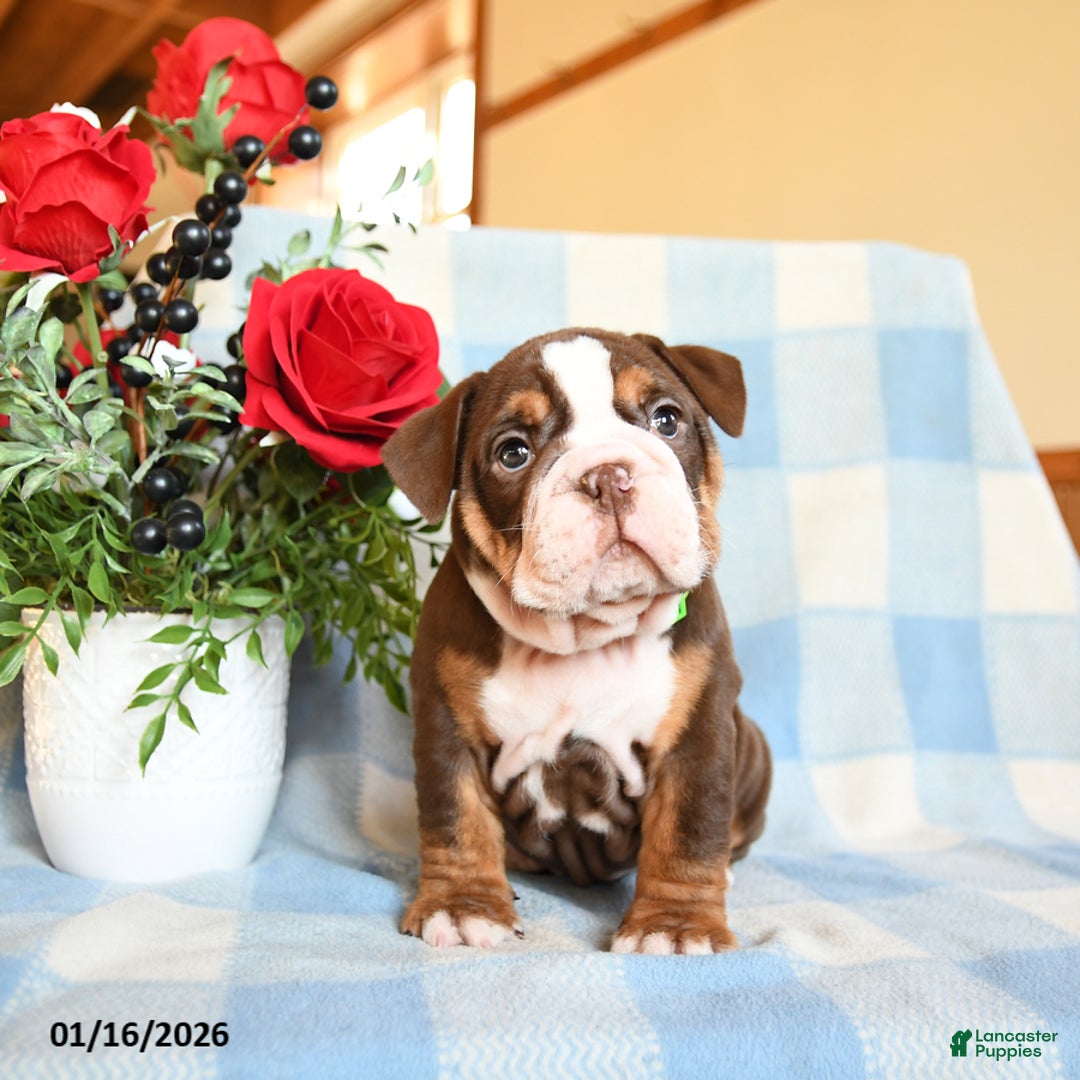 English Bulldog dogs for sale: Susie - Ad 5