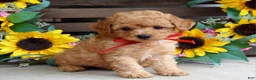 Mixed Breed dogs for sale: Parker - Ad 5