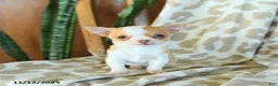 Chihuahua dogs for sale: Tulip - Ad 3
