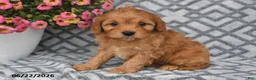 Cavapoo dogs for sale: Theo - Ad 7
