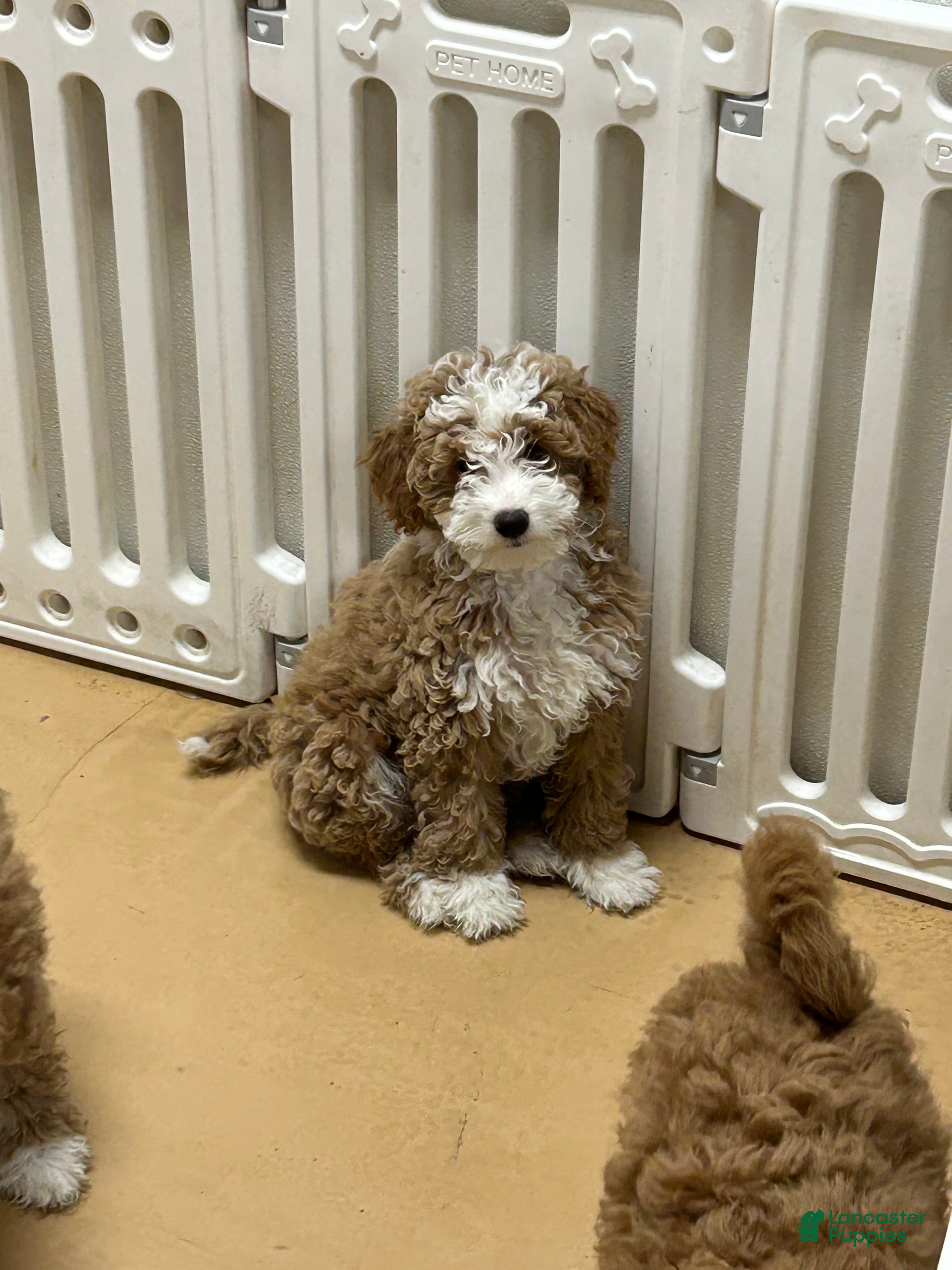 Mini Goldendoodle dogs Petite Tuxedo Mini Goldendoodle Miss Perfection - Ad 4