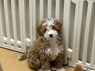 Mini Goldendoodle dogs Petite Tuxedo Mini Goldendoodle Miss Perfection - Ad 23