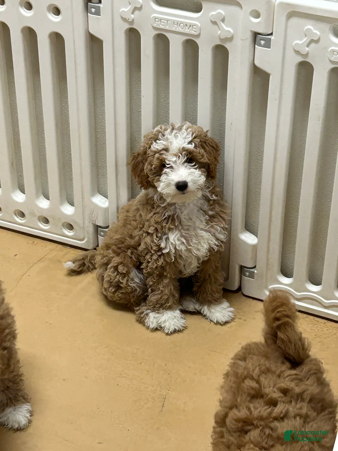 Mini Goldendoodle dogs for sale: Petite Tuxedo Mini Goldendoodle Miss Perfection - Ad 1