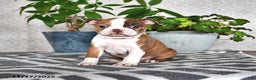 Boston Terrier dogs for sale: Ryanne - Ad 3