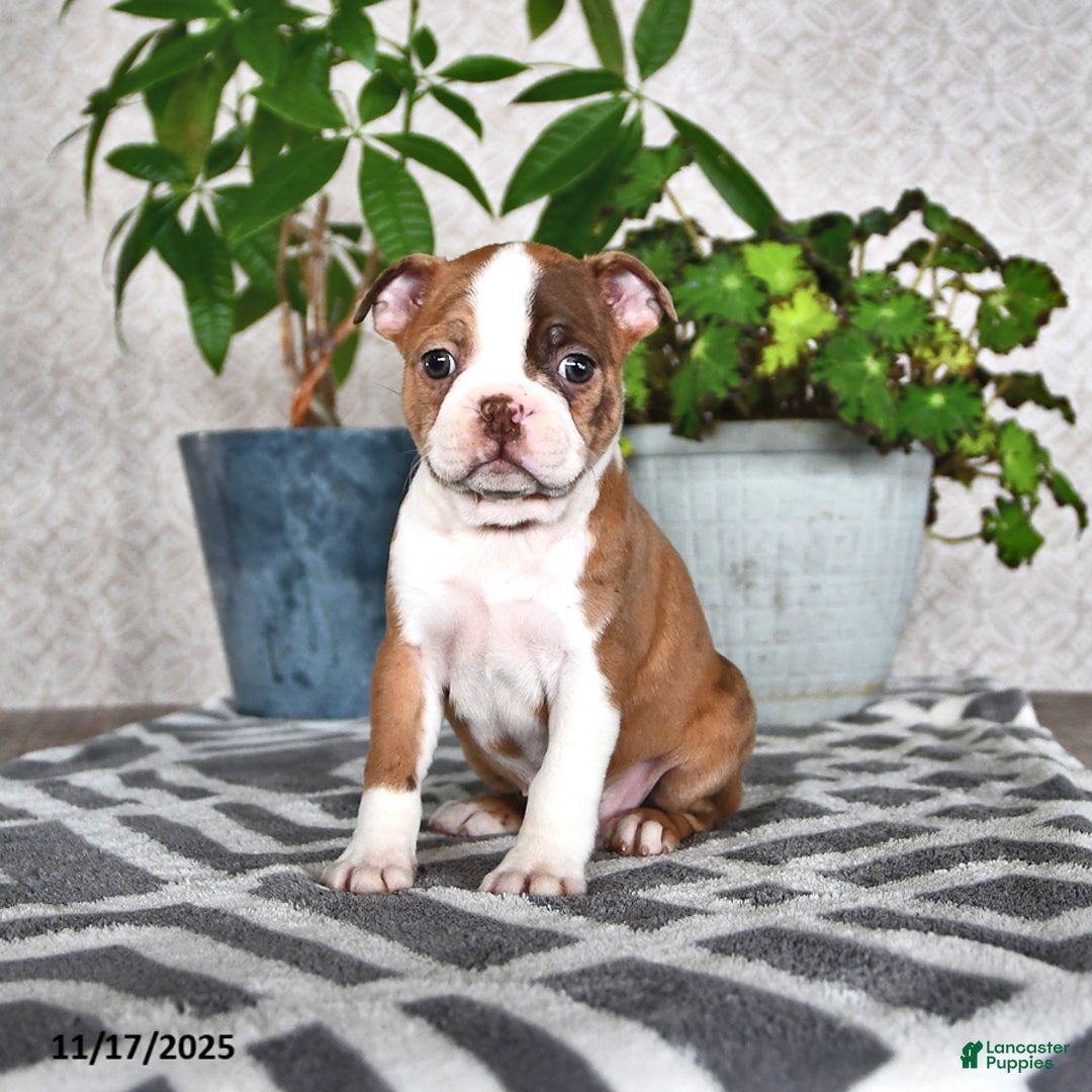 Boston Terrier dogs for sale: Ryanne - Ad 3