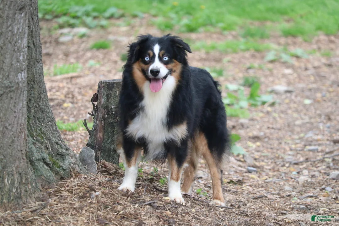 Miniature Australian Shepherd dogs for stud: Miniature Australian Shepherd 1 puppies - Ad 3