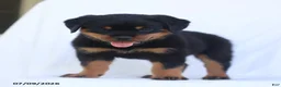 Rottweiler dogs for sale: Kinza - Ad 4