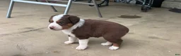 Miniature Australian Shepherd dogs for sale: #4 Red Tri female - Ad 4