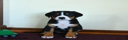 Greater Swiss Mountain Dog dogs for sale: Zaphne - Ad 1