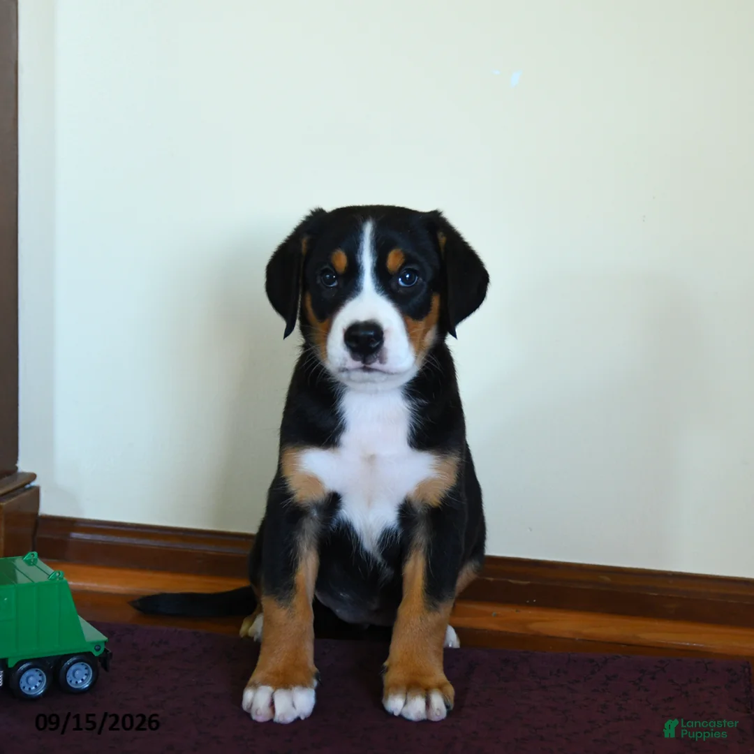 Greater Swiss Mountain Dog dogs for sale: Zaphne - Ad 1