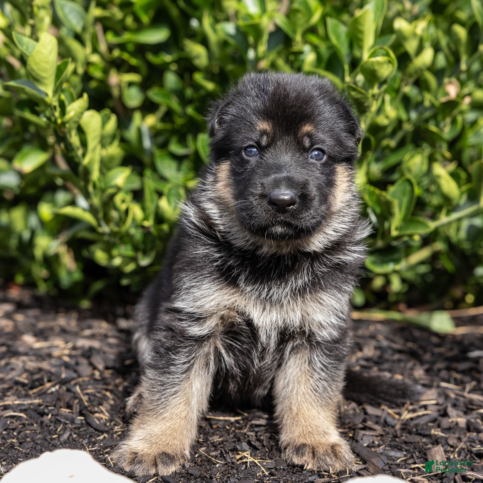 German Shepherd dogs Rover  - Ad 1