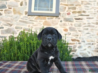 Cane Corso dogs Mickey Cropped Ears - Ad 13