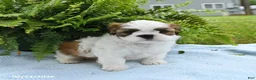 Shih Tzu dogs for sale: Teddy - Ad 3